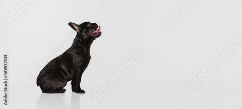 Side view of beautiful purebred dog, French bulldog lying on floor isolated over white studio background. Animal, vet, care concept photo