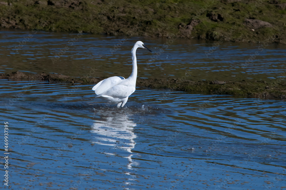 Obraz premium Little Egret in Spain Isla Cristina.