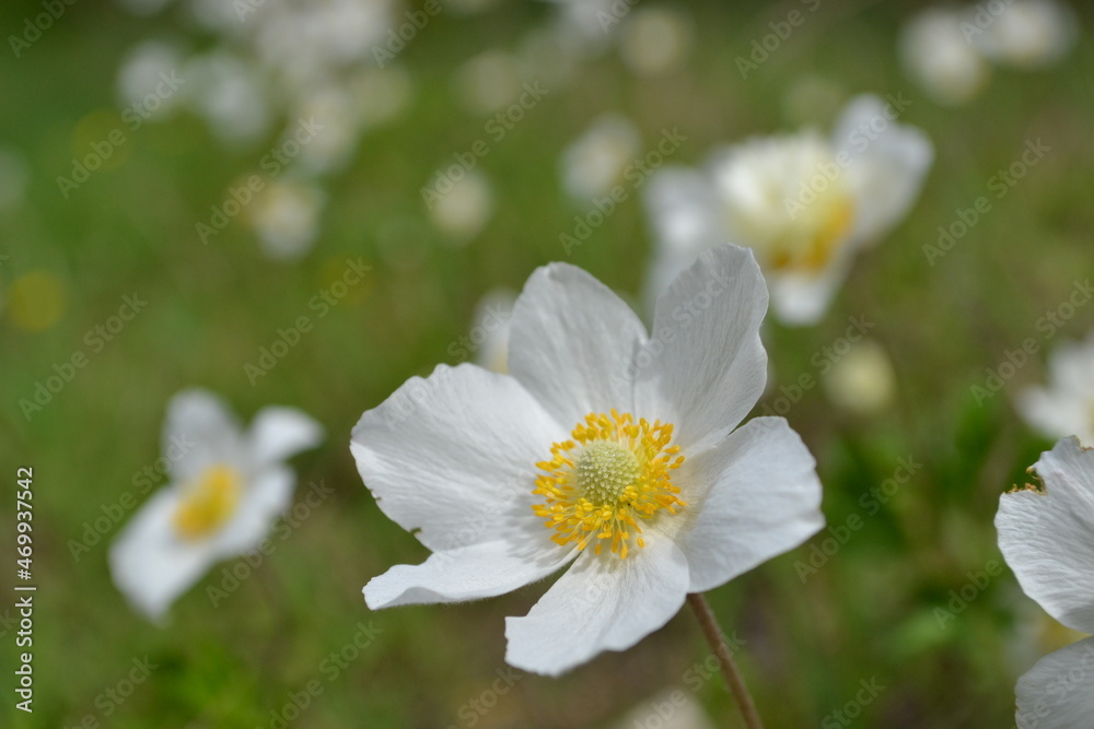white wildflower Crocus in the meadow