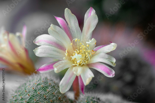 Aylostera cactus blooms with a white-pink flower with a yellow center photo