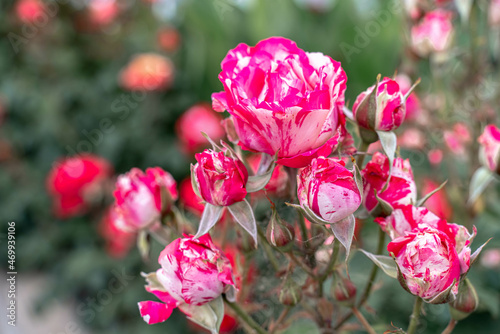 Pink striped rose flower with green leaves in the garden.