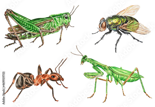 Set of watercolor beetles. Grasshopper, fly, green mantis , ant.   Illustration. Hand drawn. Closeup. Template.