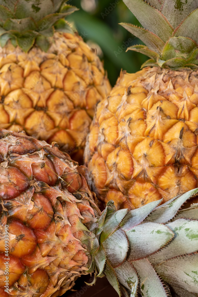Close-up on three pineapples highligthing the rough surface peel and colors of this beautiful fruit- tropical fruit concept