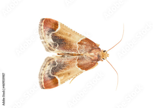 Meal moth isolated on white background, Pyralis farinalis photo