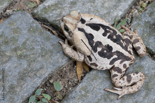 Sapo cururu, Bufo, from an angle. This frog has  poinsouns glands to attack predators 