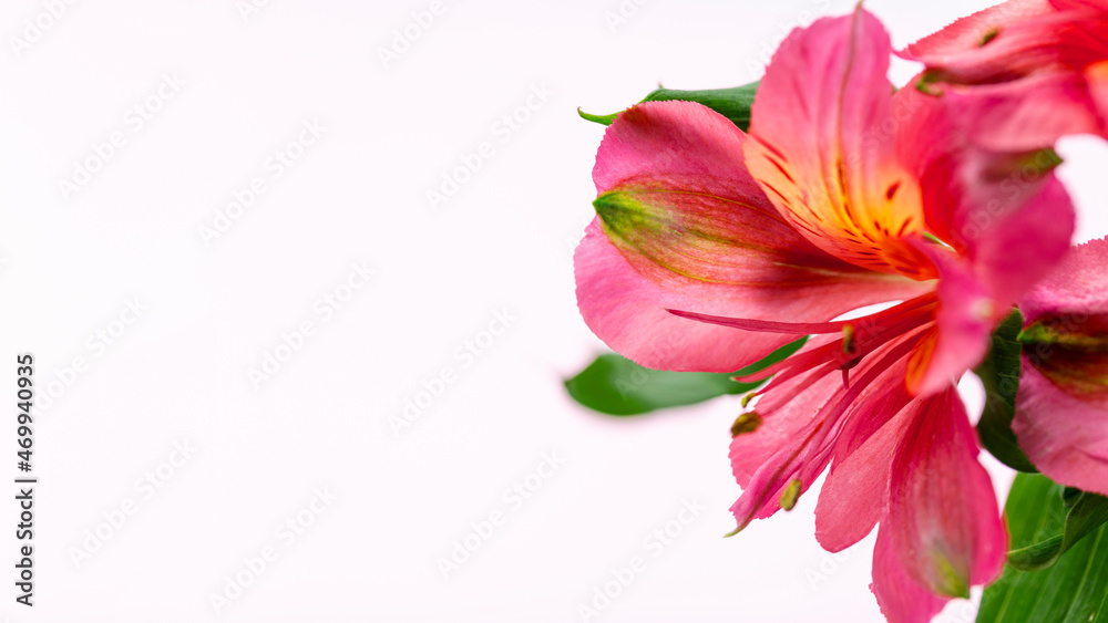 beautiful pink flowers ,soft focus, light pink background