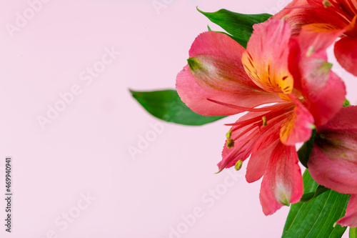 beautiful red flowers  soft focus  light pink background