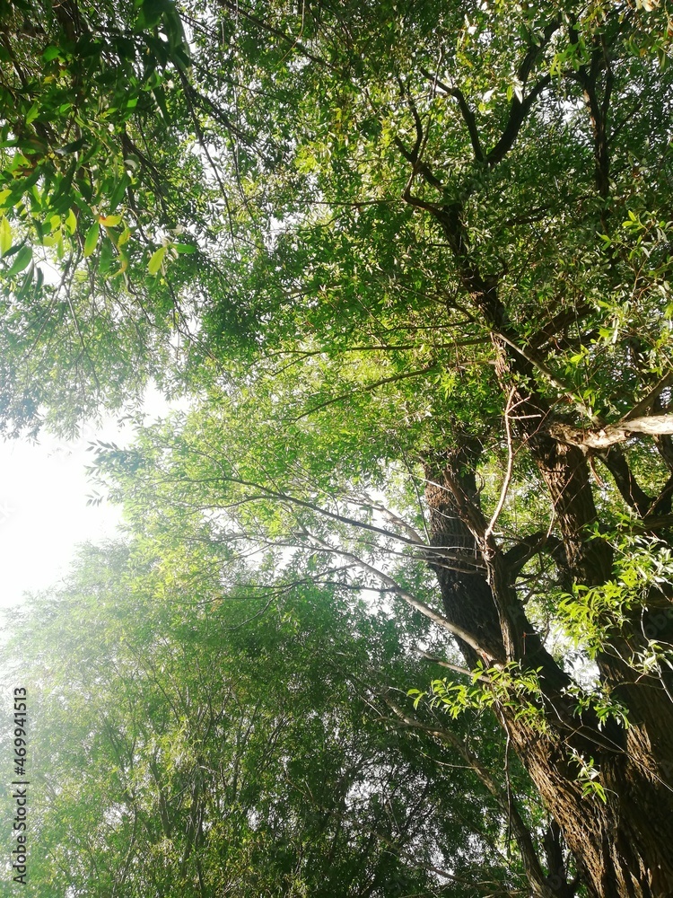 Naklejka premium river in the forest