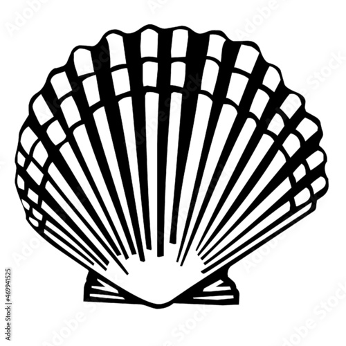 shell muscle seafood 