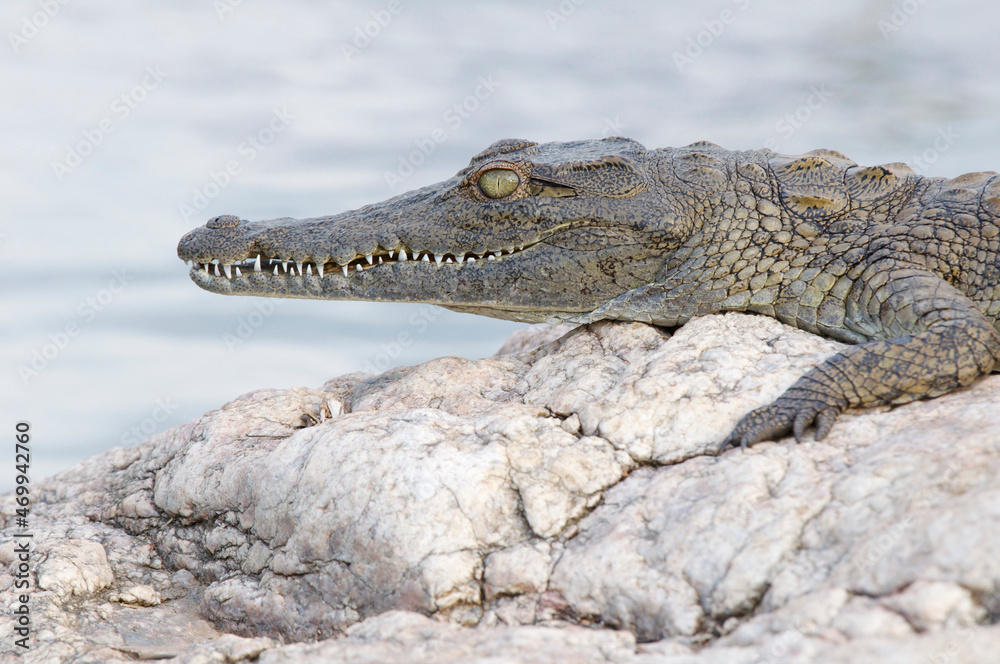 Fototapeta premium Nile Crocodile