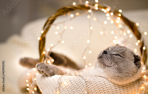 Adorable cat sleeping in straw basket under christmas tree lights. Cute kitten relaxing. Pet and winter holidays. Animal calendar