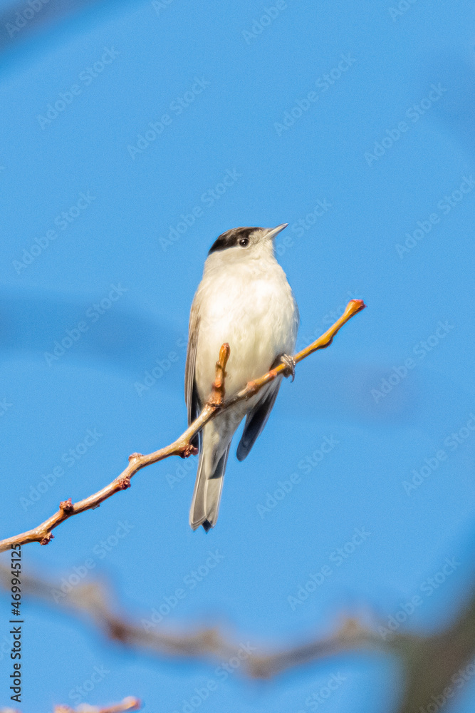 Eurasian Blackcap perched on a tree branch Eurasian Blackcap perched on a tree branch