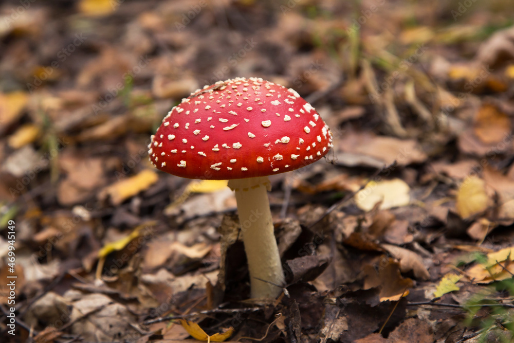 Amanita muscaria mushroom in autumn forest. Bright red Fly agaric wild mushroom in fall dry leaves Amanita muscaria mushroom in autumn forest. Bright red Fly agaric wild mushroom in fall dry leaves