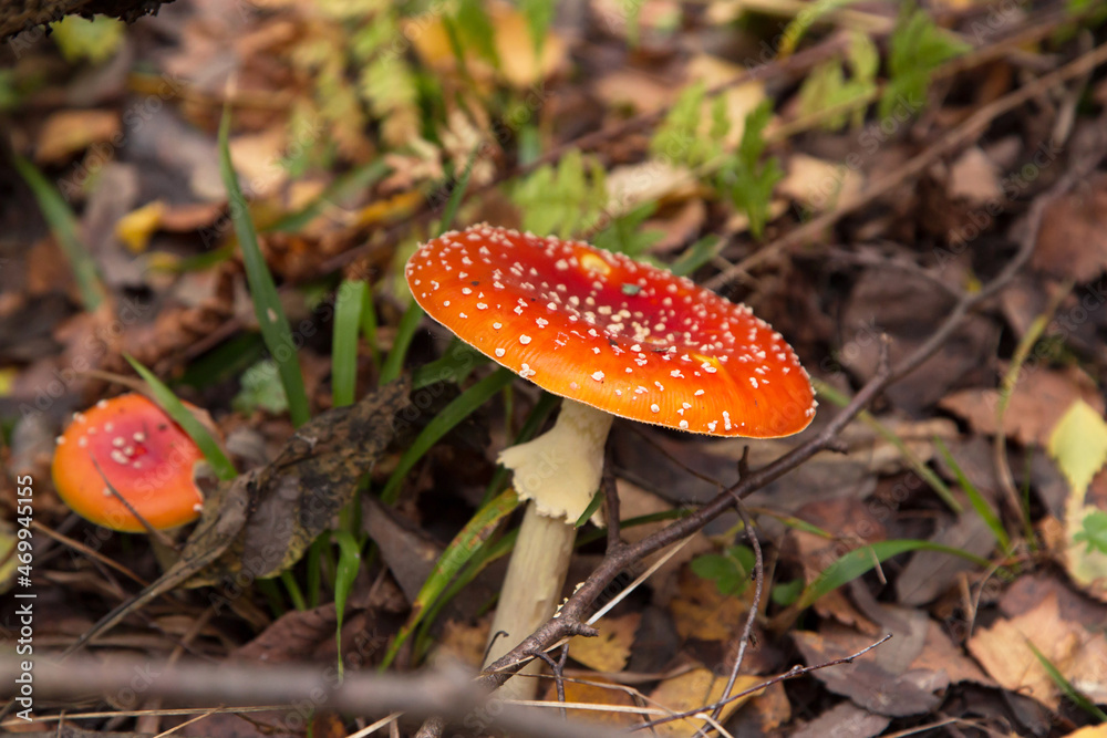 Amanita muscaria in autumn forest close up. Bright red Fly agaric wild mushroom in fall nature with green grass and dry brown leaves
Amanita muscaria in autumn forest close up. Bright red Fly agaric wild mushroom in fall nature with green grass and dry brown leaves