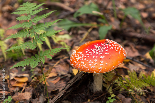 Fly agaric wild mushroom in fall nature in green fern and yellow leaves close up. Autumn colors background