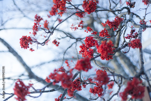 Red rowan berry on tree branch