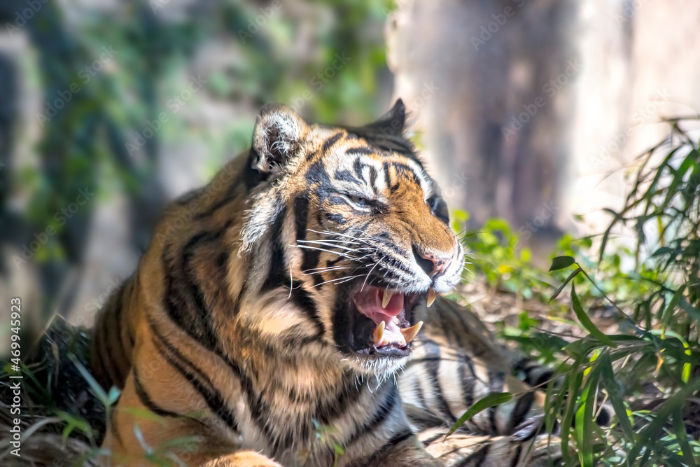 牙を剥き威嚇する虎の顔のクローズアップ
