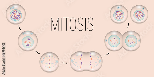 MITOSIS. Prophase, Metaphase, Anaphase, and Telophase. Cell division. photo