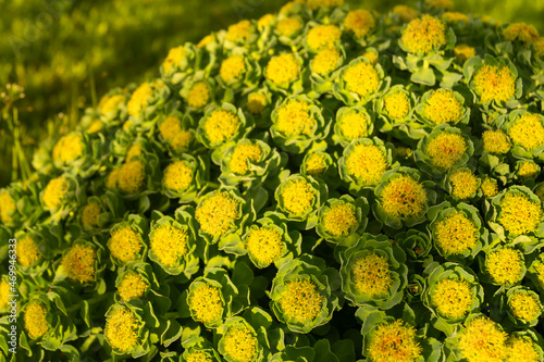 Green stems of Rhodiola rosea in the spring.