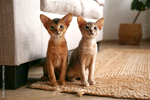 Bilde på lerret Couple of two months old cute abyssinian kittens together at home, near the beige textile couch