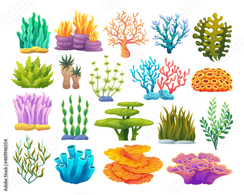 Fototapeta Naklejka Na Ścianę i Meble -  Various types of coral reefs, algae, and seaweed cartoon illustration