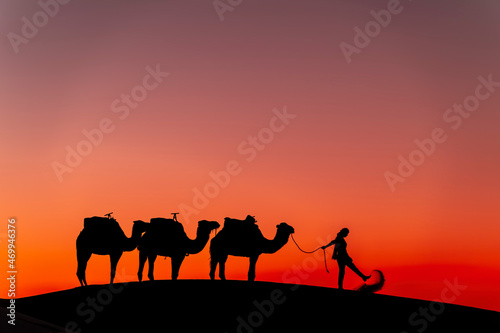 Silhouette Of Camels Against The Sun Rising In The Saraha Desert In Morocco