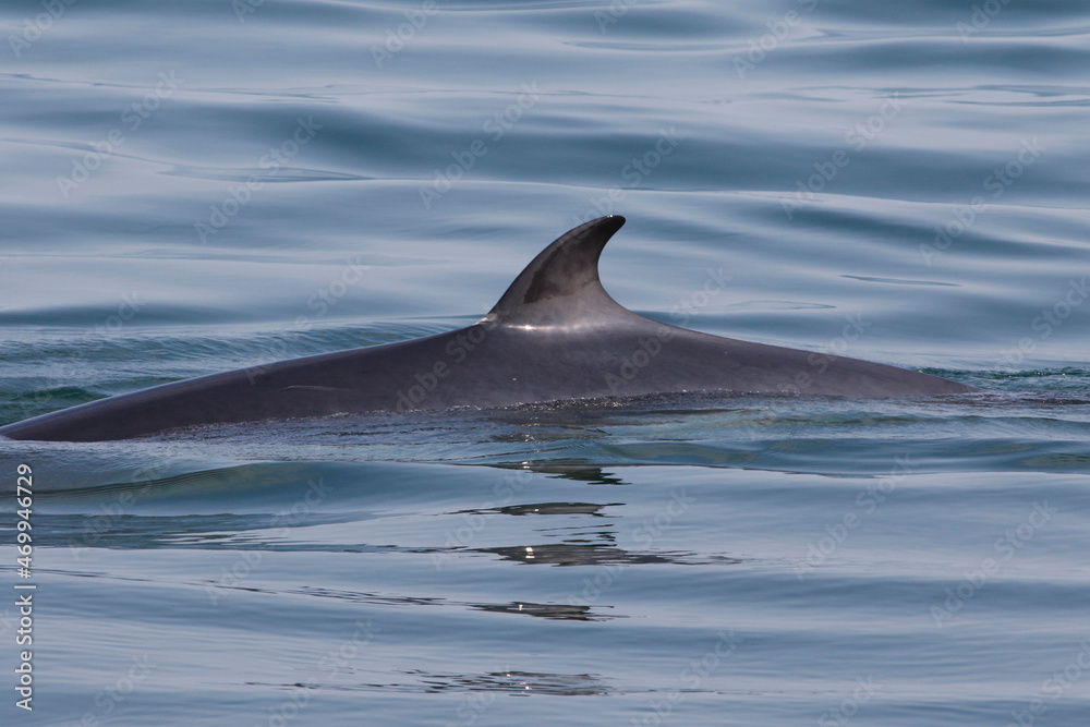 Fototapeta premium Un petit rorqual dans le fleuve Saint-Laurent
