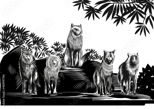 Fotografi Wolves meeting