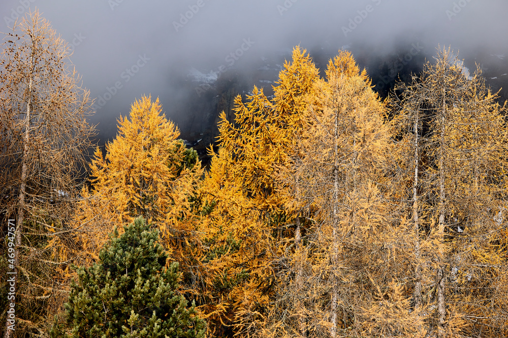 Herbstliche Stimmung - bunte Bäume im Nebel