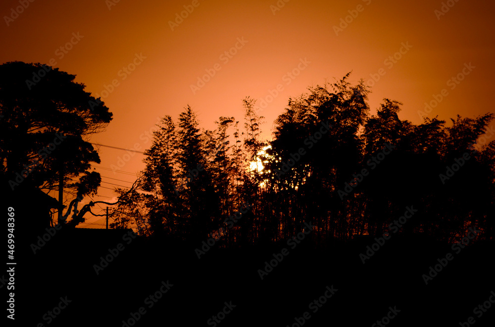 夕日と木
