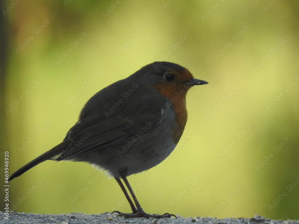 Obraz premium oiseau