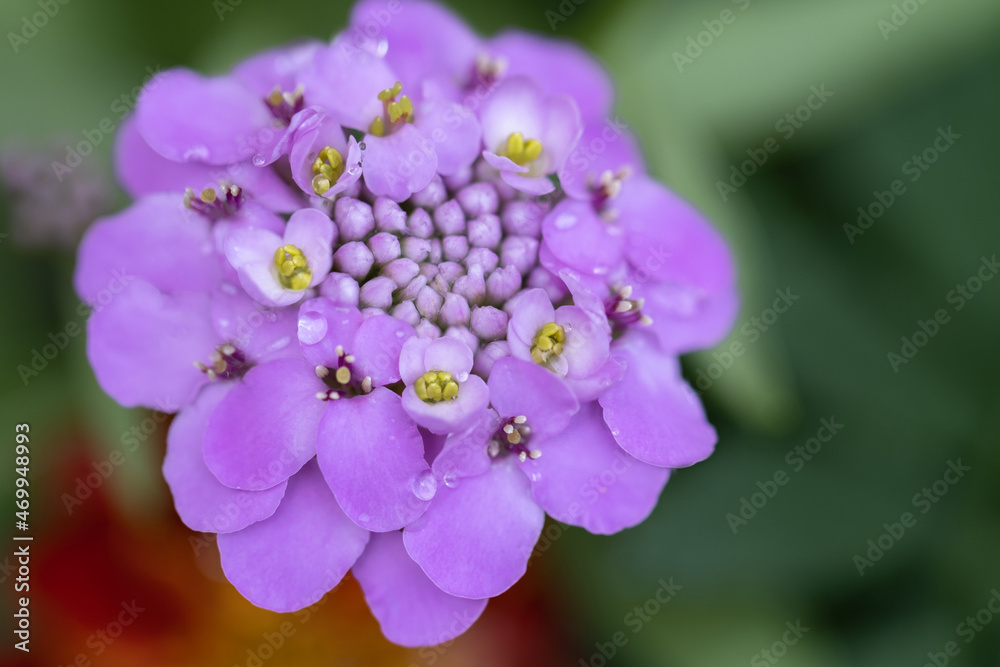 Cute beautiful flowers in the garden close-up. Trending nature green and vibrant petals. Cute beautiful flowers in the garden close-up. Trending nature green and vibrant petals.
