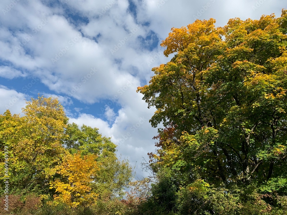 Fototapeta premium beautiful autumn trees in the blue sky with white clouds