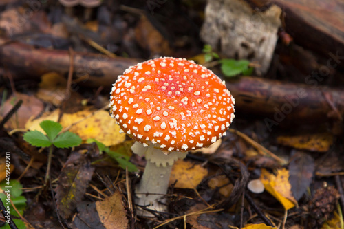 Red orange Amanita muscaria in autumn forest. Little young Fly agaric mushroom in fall nature
