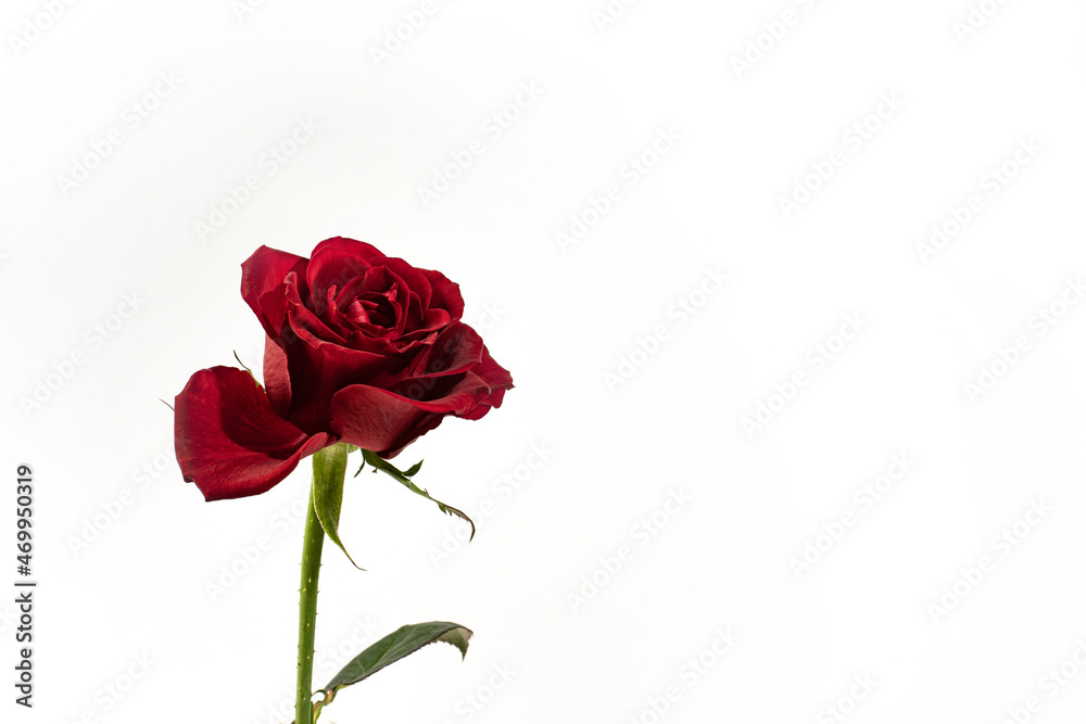白背景 赤い薔薇 白背景 赤い薔薇