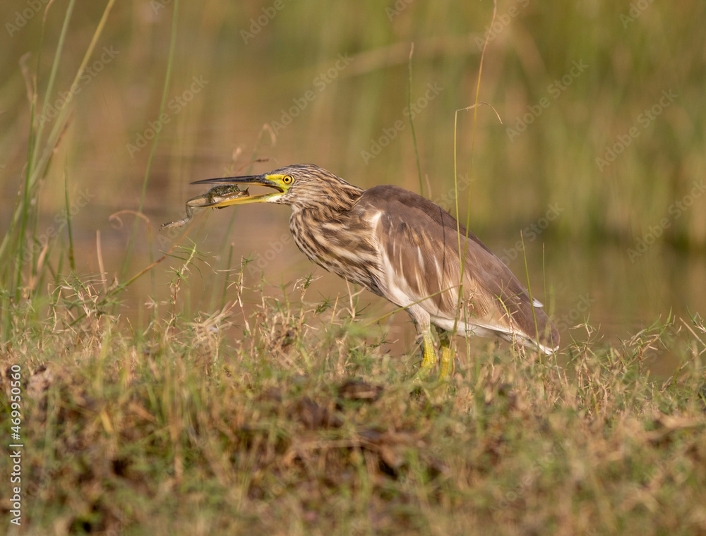 Obraz premium pond heron