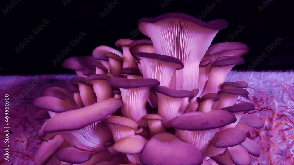 Oyster mushroom time lapse. Violet blue trend color background. Growing eco food. Mushrooms abstract footage. Vegetarian food. Edible mushroom harvest.