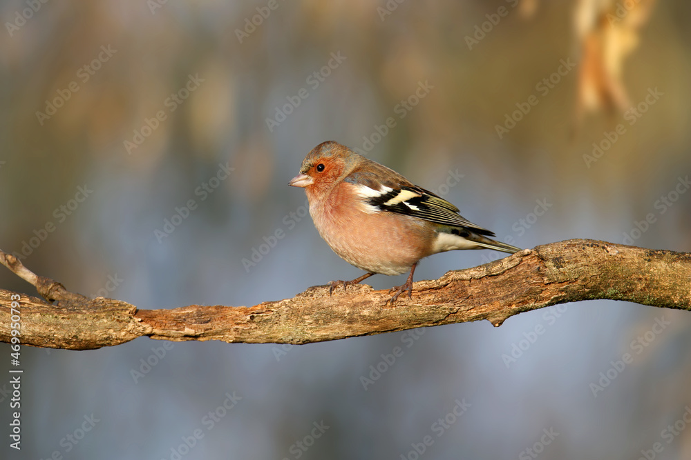 Close-up photo of a male finch sitting on a horizontal tree branch against a blurred isolated background in the soft light of the morning sun