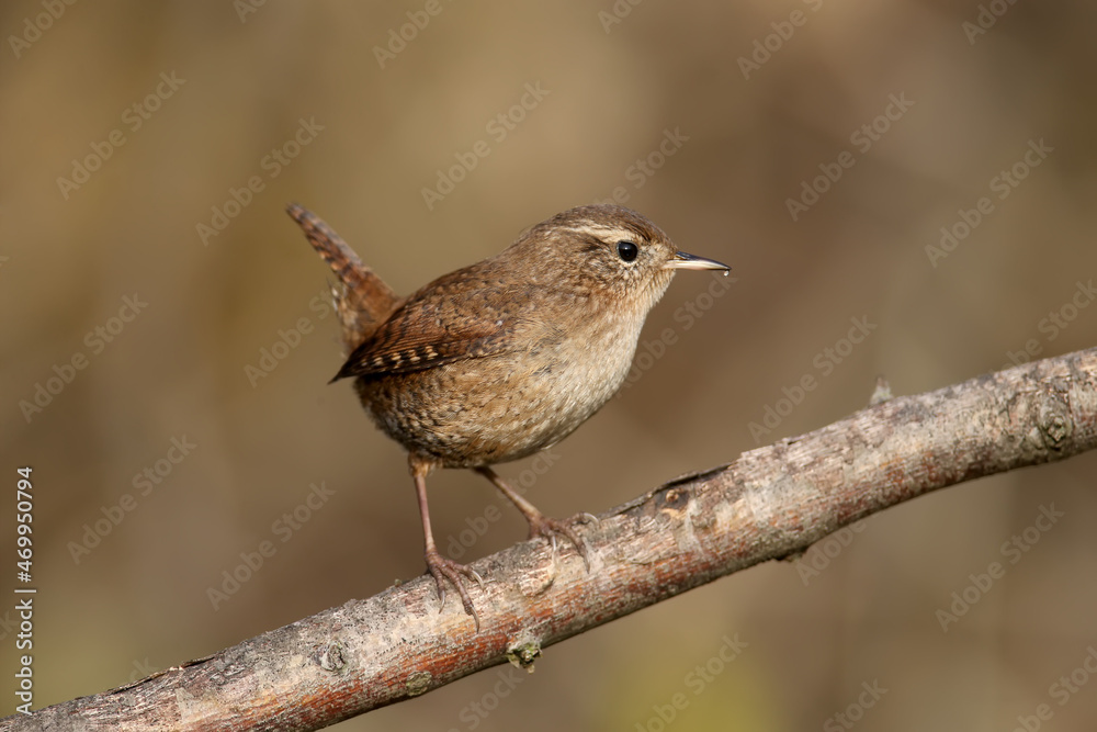 Close-up shot of Eurasian wren in a natural habitat in soft morning light. Detailed photo for bird identification Close-up shot of Eurasian wren in a natural habitat in soft morning light. Detailed photo for bird identification