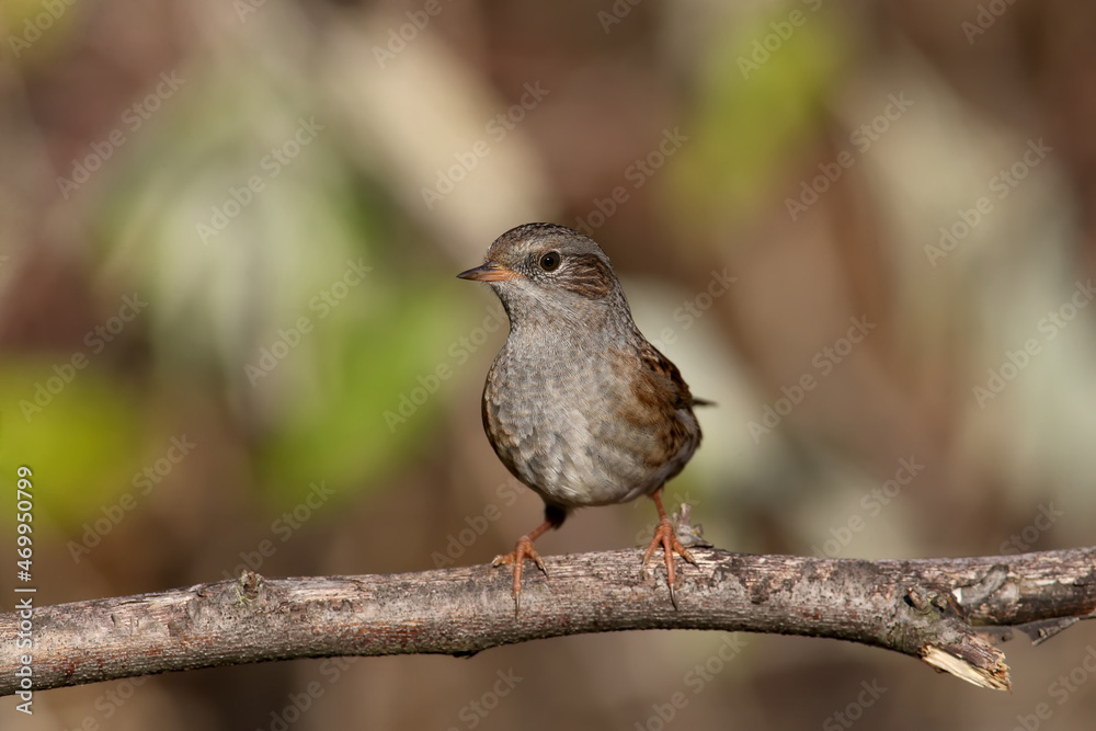 Fototapeta premium Very close-up photo of dunnock (Prunella modularis) in natural habitat. The bird sits on a thin branch in a dense bush in the morning sun. Close-up photo