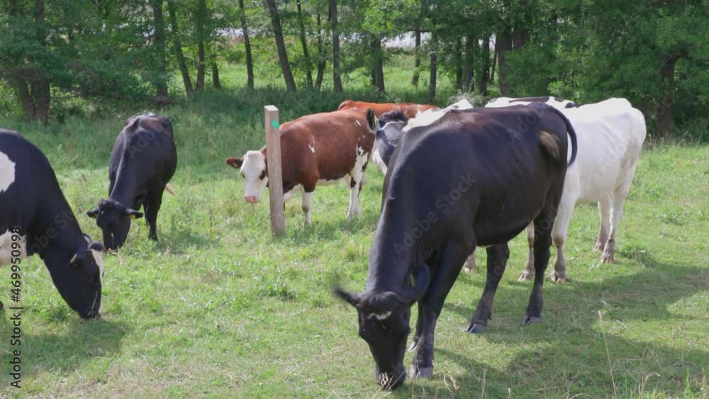 Beautiful view of group of cows in field on beautiful summer day. Animals concept. Sweden. Beautiful view of group of cows in field on beautiful summer day. Animals concept. Sweden.
