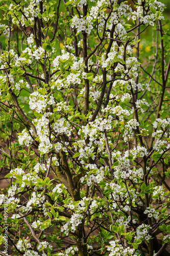 Many white flowers on the branches of a pear tree.