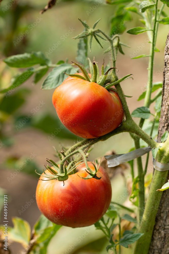 ripe tomatoes in Bistrita, Romania, 2021, August ripe tomatoes in Bistrita, Romania, 2021, August