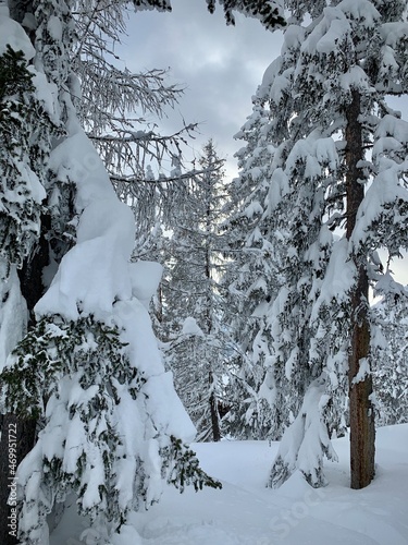 Sapin et épicéas enneigé en Savoie.