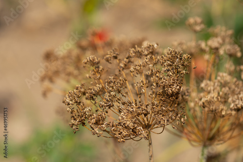 caraway in the garden photo