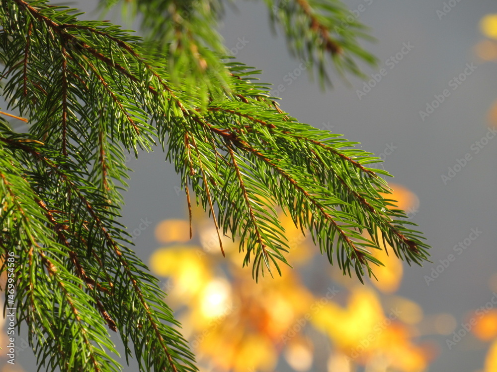 Obraz premium christmas tree branches