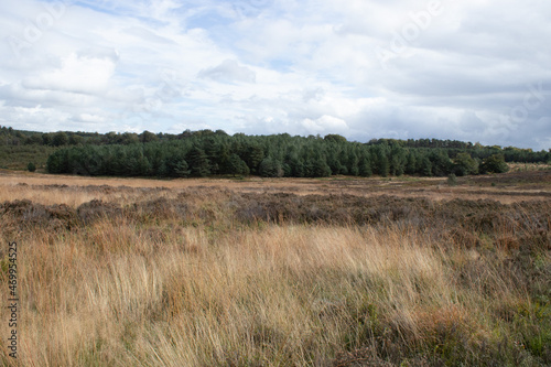 forest and heathland