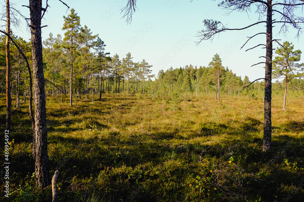 autumn forest in the morning