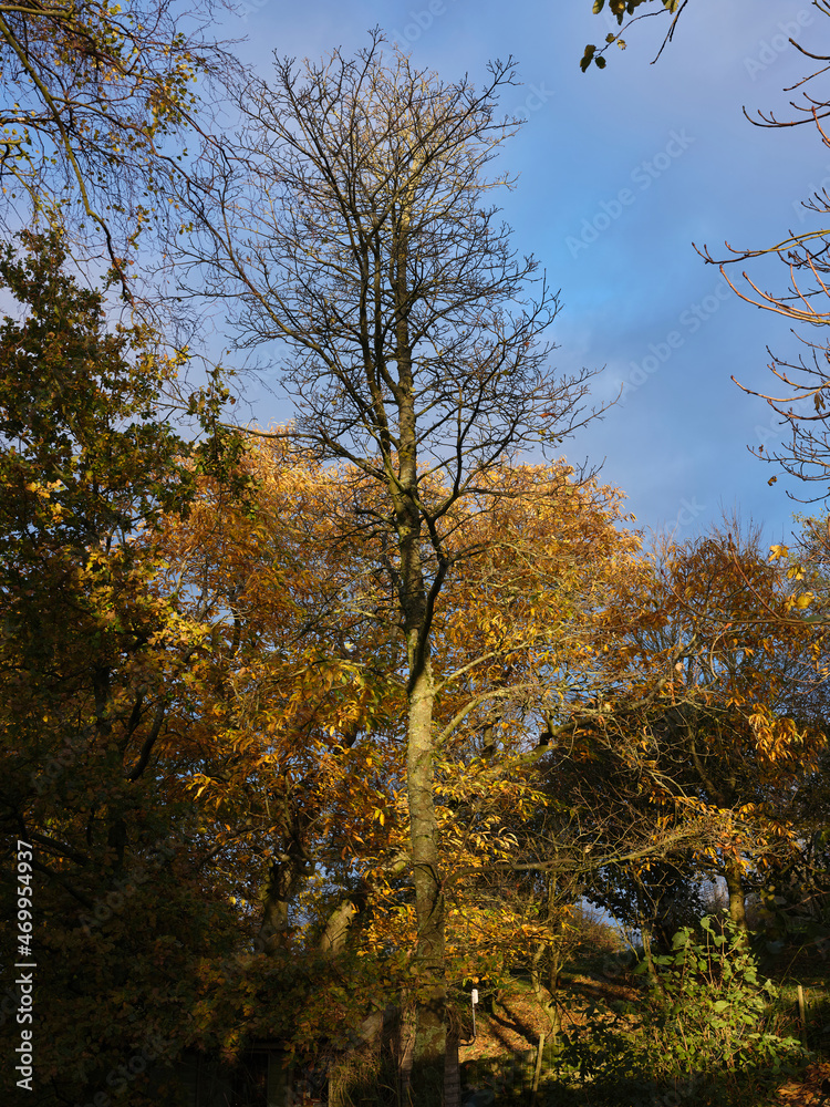 Fototapeta premium Sun picks out autumn colours on the moorland smallholding