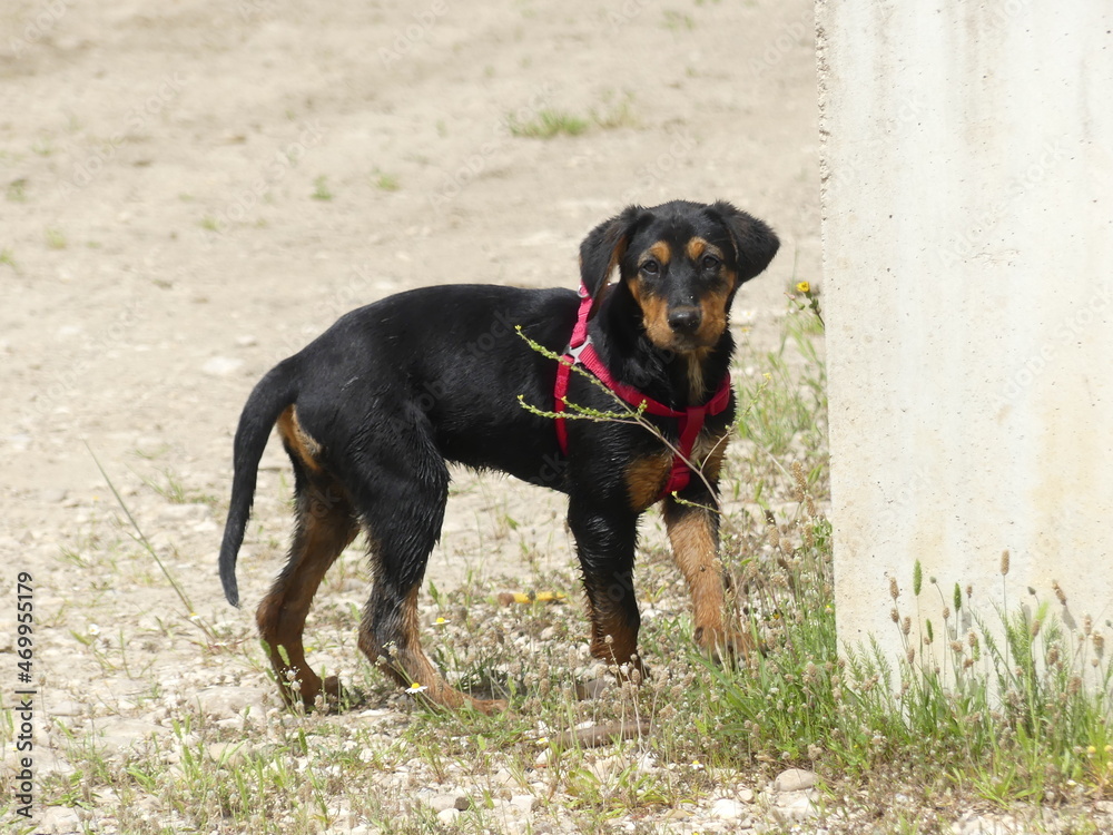 cucciolo di cane con pettorina